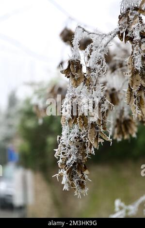 Knusprig tote, braune Platanenblätter und Samen (Früchte) im Herbst/Winter, hängen auf einem Zweig, der von einem starken Reifrieden mit weißen Eiszapfen bedeckt ist Stockfoto