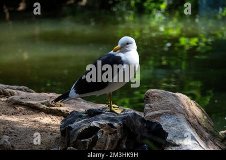 Seetang Gull (Larus dominicanus) auf einem Felsen in Sydney, NSW, Australien (Foto: Tara Chand Malhotra) Stockfoto