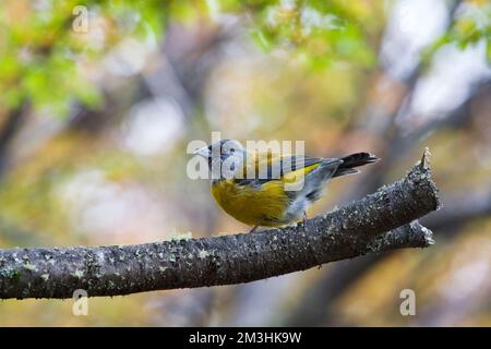 Grijskapsierragors op Tak; Grau - hooded Sierra - Finch auf einem Zweig Stockfoto