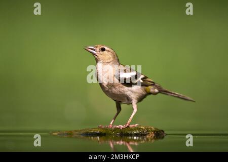 Vrouwtje Vink bij drinkplaats; Weiblicher gemeinsame Buchfink am Trinken Website Stockfoto