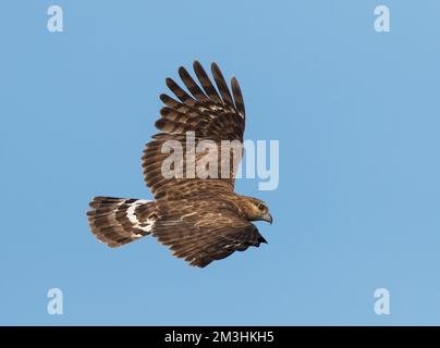 Madagaskarkoekoekswouw, een endemische roofvogel van Madagaskar; Madagaskar Kuckuck Hawk (Aviceda madagascariensis) ist eine endemische Raptor von Madagaskar Stockfoto