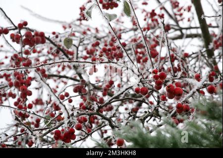 Rote Beeren auf einem Baum im Winter, die von Ästen hängen, die mit weißen Eiszapfen bedeckt sind, von heftigem Reifrost Stockfoto