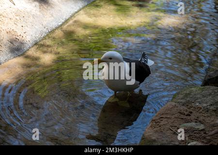 Seetang (Larus dominicanus) im Wasser in Sydney, NSW, Australien (Foto: Tara Chand Malhotra) Stockfoto