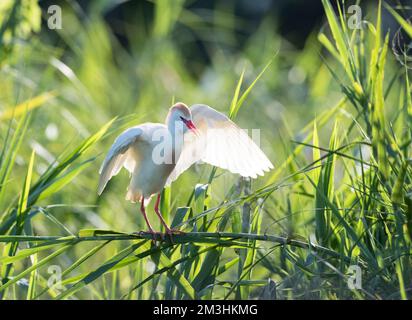 Koereiger landend bij broedkolonie in Madagaskar; Kuhreiher (Bubulcus ibis) Landung auf Kolonie in Madagaskar Stockfoto