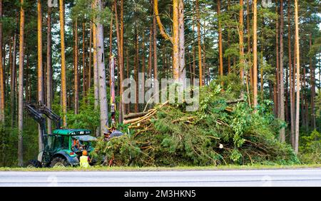 Traktor in der Nähe von Straßen entfernt gesägte Bäume. Schwere Geräte Stockfoto