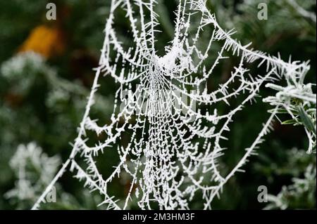 Ein eisiges Spinnennetz: Spinnennetz, bedeckt mit weißen Eiszapfen, von einem schweren Reifried, das an einer grünen Hecke hängt. Zartes, kompliziertes, detailliertes Spinnennetz in einem Stockfoto