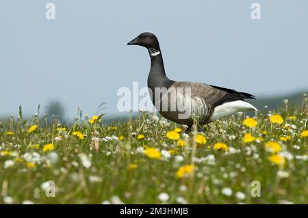 Dark-bellied Ringelgans im Gras mit Frühling Blumen; Rotgans staand in Gras met voorjaarsbloemen Stockfoto