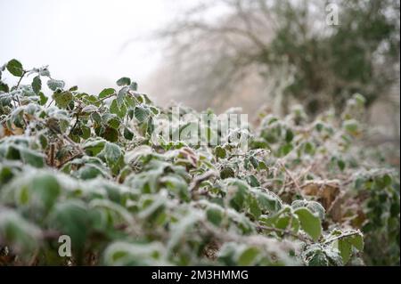 BlackBerry Busch - Rubus fruticosus. Eine winterliche, frostbedeckte Hecke: Grüne Blätter, die von leichtem Schnee- oder Reifrost mit Eis bedeckt sind. Grüne Blätter Stockfoto