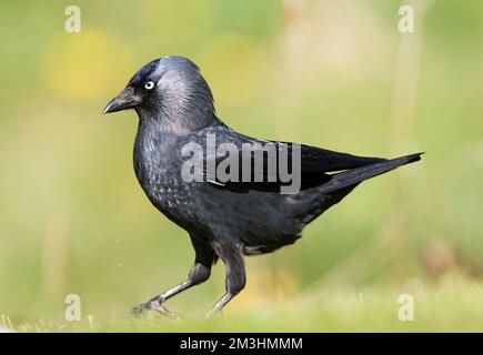 Gemeinsame Dohle sitzen; Kauw zittend Stockfoto