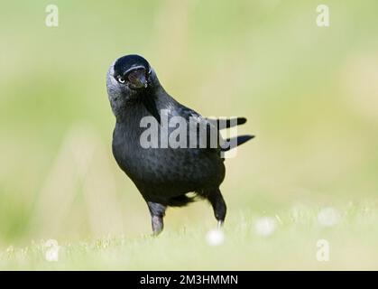 Gemeinsame Dohle sitzen; Kauw zittend Stockfoto