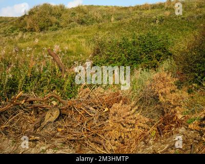 Gemeinsame Fasan (Phasianus colchicus) weibliche Versteckt im Gebüsch auf Texel Stockfoto