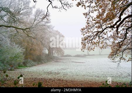 Winterszene: Neblig, neblig, braune Herbsteichen, Frost- und schneebedeckte Felder mit schlammigen Reifenspuren auf der eisigen Wiese. Ein englischer Bauernhof Stockfoto