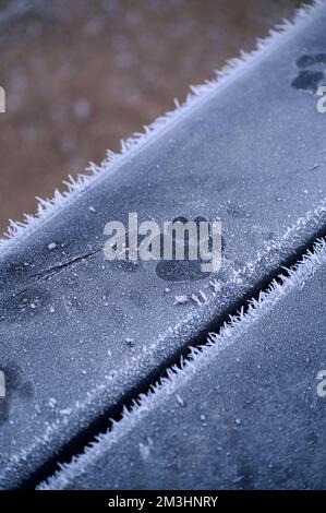 Der einzige Pawprint eines Hundes im Eis auf einem frostbedeckten Holzstück im Freien – eine Bank oder ein Sitz, mit einem perfekten Ausdruck vom Fuß eines Haustiers, Frin Stockfoto