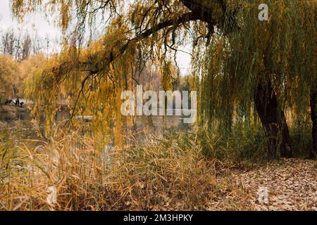 Wunderschöne große Weide über dem Wasser im Herbst. Landschaft, Natur Stockfoto