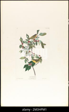 Nashville Warbler: Sylvia rubricapilla, Wils. Männlich, 1. Weiblich, 2. Sumpfgewürz. Illex prinoides. c.1 v.1 Plate 89 , Birches, Vermivora, Alnus glutinosa. Die Vögel Amerikas - aus Originalzeichnungen von John James Audubon Stockfoto