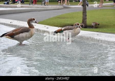 Zwei ägyptische Gänse in lateinischer Alopochen aegyptiaca stehen in einem Brunnen in einem Park. Stockfoto