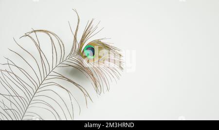 peacock-Feder isoliert auf weiß. Speicherplatz kopieren Stockfoto