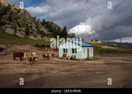 Bauernhoftiere stehen vor dem Schuppen in mongolischer Landschaft. Kühe in der Umgebung der Scheune im ländlichen Dorf, Mongolei. Stockfoto