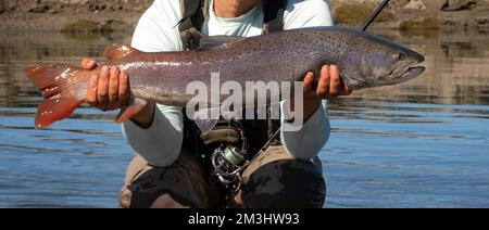 Fischer, die Hucho Taimen halten, während sie im Fluss knien. Der Angler zeigt stolz seinen Trophäenfang, Süßwasserfisch. Stockfoto