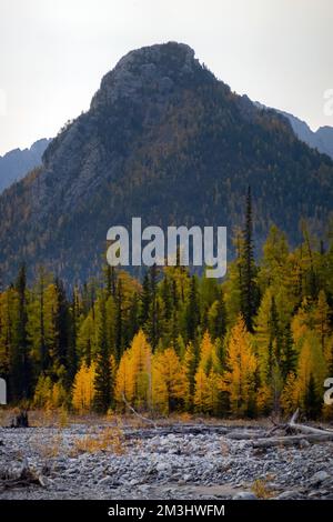 Nahaufnahme der Bäume und Berge an einem nebligen Tag. Neblige Landschaft der Hügel und Baumkronen. Stockfoto