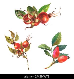 Hundefarbenes Set mit Hunderose, Briar mit roten Beeren und grünen Blättern. Handgezeichnetes Aquarellgemälde auf weißem Hintergrund. Stockfoto