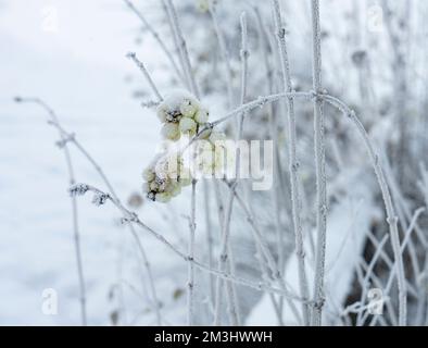 Symphoricarpos albus plantr, auch bekannt als Schneebeere gemeiner Schnee im Winter Stockfoto