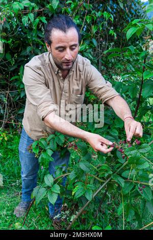 Handgepflückte gereifte Brombeeren (Rubus fruticosus) in Gachantiva, Kolumbien Stockfoto