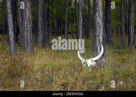 Ein Stierkopf, der sich am Wald auf einen Baum lehnt. Yak-Schädel mit großen Hörnern in einem Sumpf. Stockfoto
