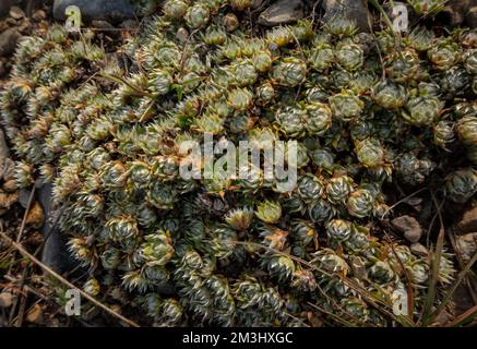 Saxifraga cespitosa oder getuftete alpine Saxifrage-Blüte, die den Boden bedeckt. Dekorative saftige Pflanze, die in der Wildnis wächst. Stockfoto