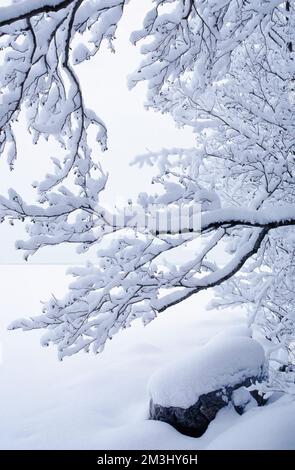 Schneebedeckte Erlenbaumzweige. Winterlandschaft am Seeufer. Stockfoto