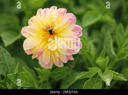 Biene auf Dahlia Blume Stockfoto