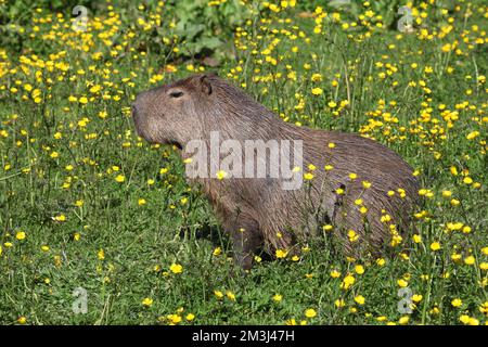 Capybara im Butterblütenfeld Stockfoto