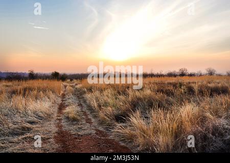 Sonnenuntergang auf dem Foto mit Safari-Pfad und braunem Gras im Ruaha-Nationalpark in Tansania, Afrika Stockfoto