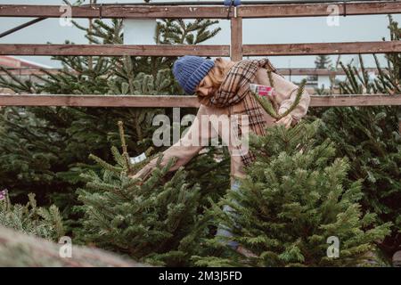 Das schöne Mädchen wählt einen Weihnachtsbaum. Ein hübsches Mädchen mit blauer Mütze, Schal wählt einen Weihnachtsbaum. Stockfoto