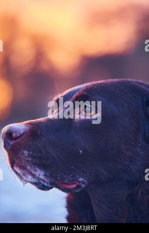 Labrador-Gesicht im Abendlicht. Hochwertiges Foto Stockfoto