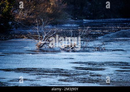 The River Lune, Halton, Lancashire, 15.. Dezember 2022 die gefrorene Oberfläche des Flusses Lune verbirgt den Fluss des Flusses unter dem Eis. Kredit: PN News/Alamy Live News Stockfoto