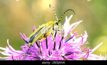 Insekten, die auf einer Blütenknospe auf der Sommerwiese sitzen. Kreativ. Ein Käfer, der auf einer blühenden Blume auf einem unscharfen grünen Wiesenhintergrund sitzt Stockfoto