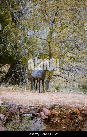 Super-Teleeinstellung von Dickhornschafen, die im Zion-Nationalpark in Utah weiden, wandern, starren, auf einem beliebten Wanderweg kurz nach Sonnenuntergang gesehen Stockfoto