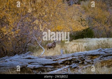 Super-Teleeinstellung von Dickhornschafen, die im Zion-Nationalpark in Utah weiden, wandern, starren, auf einem beliebten Wanderweg kurz nach Sonnenuntergang gesehen Stockfoto