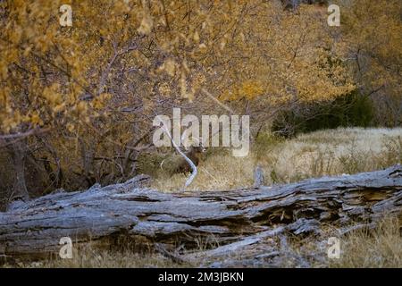 Super-Teleeinstellung von Dickhornschafen, die im Zion-Nationalpark in Utah weiden, wandern, starren, auf einem beliebten Wanderweg kurz nach Sonnenuntergang gesehen Stockfoto