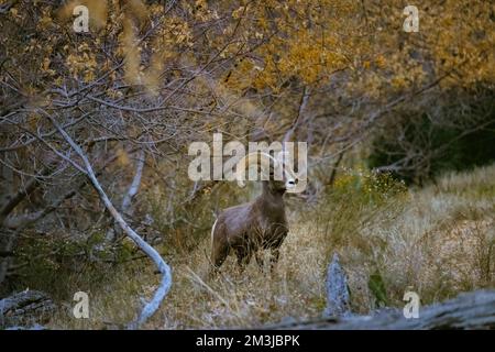 Super-Teleeinstellung von Dickhornschafen, die im Zion-Nationalpark in Utah weiden, wandern, starren, auf einem beliebten Wanderweg kurz nach Sonnenuntergang gesehen Stockfoto
