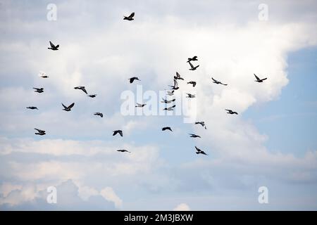 Eine Schar fliegender Tauben am Himmel. Ein Foto Stockfoto
