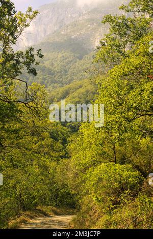 Chipinque Wald Stockfoto