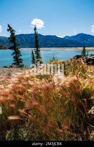 Wildgras wachsen am Kluane Lake; Kluane National Park; Saint Elias Mountains; Alaska Highway; Yukon Territory; Kanada Stockfoto