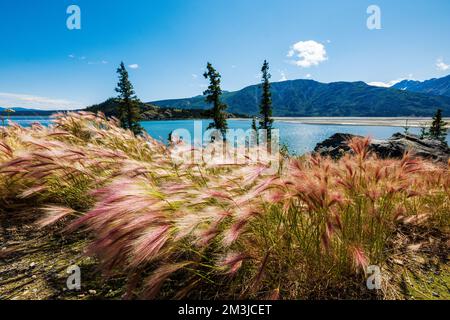 Wildgras wachsen am Kluane Lake; Kluane National Park; Saint Elias Mountains; Alaska Highway; Yukon Territory; Kanada Stockfoto