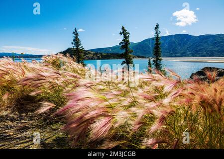 Wildgras wachsen am Kluane Lake; Kluane National Park; Saint Elias Mountains; Alaska Highway; Yukon Territory; Kanada Stockfoto