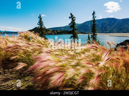 Wildgras wachsen am Kluane Lake; Kluane National Park; Saint Elias Mountains; Alaska Highway; Yukon Territory; Kanada Stockfoto