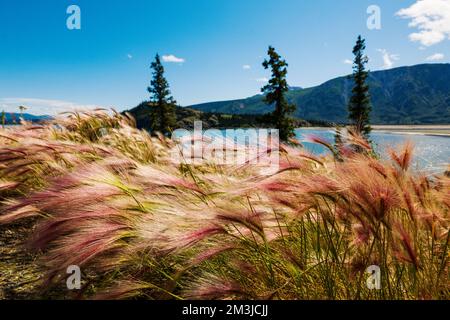 Wildgras wachsen am Kluane Lake; Kluane National Park; Saint Elias Mountains; Alaska Highway; Yukon Territory; Kanada Stockfoto