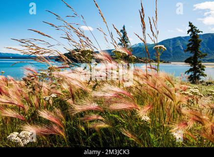 Wildgras wachsen am Kluane Lake; Kluane National Park; Saint Elias Mountains; Alaska Highway; Yukon Territory; Kanada Stockfoto