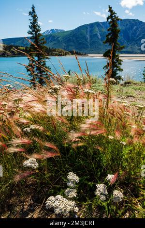 Wildgras wachsen am Kluane Lake; Kluane National Park; Saint Elias Mountains; Alaska Highway; Yukon Territory; Kanada Stockfoto